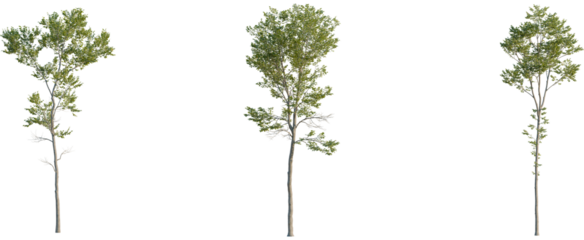 Ulmus pumila tree, front view, cutout, 8k png, transparent background, isolate, Set of trees, perfect for landscape designs and architectural renders