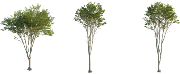 Zelkova serrata tree, front view, cutout, 8k png, transparent background, isolate, Stunning trees for landscape designs and visualization projects today