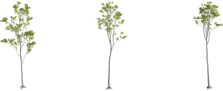 Quercus robur tree, front view, cutout, 8k png, transparent background, isolate, Beautiful row of trees with lush green leaves against transparent space