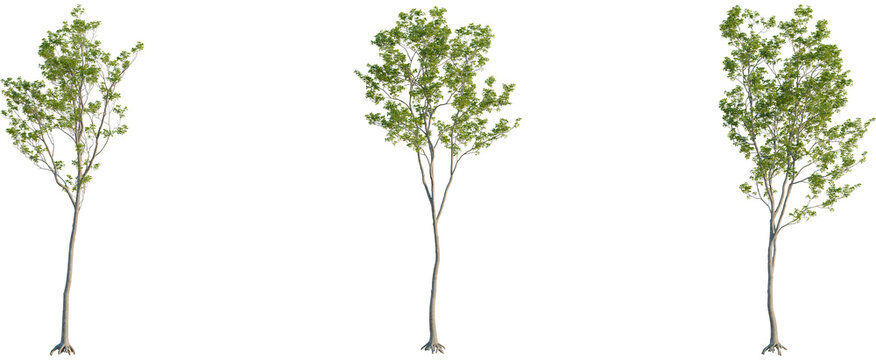 Quercus robur tree, front view, cutout, 8k png, transparent background, isolate, Beautiful young trees with fresh green leaves for landscaping designs