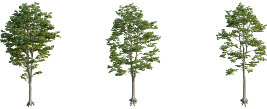 Tilia x europaea tree, front view, cutout, 8k png, transparent background, isolate, Lush green trees showcase nature's beauty for landscape designs
