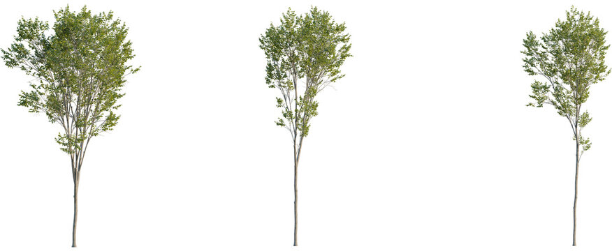 Ulmus pumila tree, front view, cutout, 8k png, transparent background, isolate, Three young trees with vibrant green leaves ready for landscaping designs