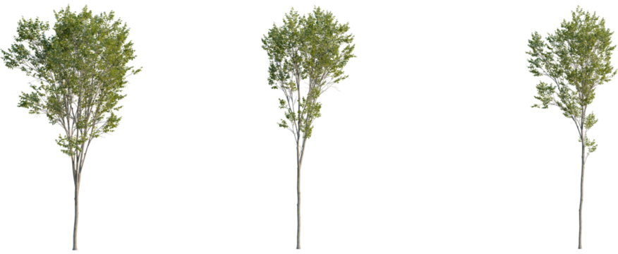 Ulmus pumila tree, front view, cutout, 8k png, transparent background, isolate, Three young trees with vibrant green leaves ready for landscaping designs - Powered by Adobe