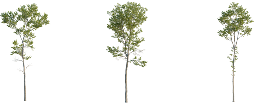 Ulmus pumila tree, front view, cutout, 8k png, transparent background, isolate, Set of trees, perfect for landscape designs and architectural renders