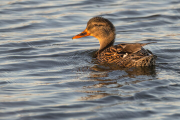 Closeup of a female mallard duck swimming in a lake.