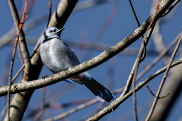 Closeup of a blue jay perched in a bare tree.