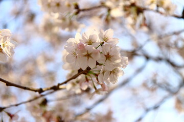blooming cherry tree.