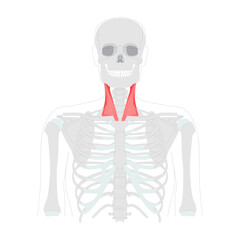 Sternocleidomastoid - Human neck muscle anatomy chart, with two heads originating from sternum and clavicle, inserts at mastoid process, responsible for head rotation, lateral flexion, neck