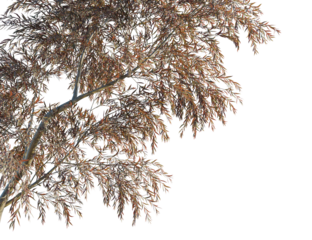 Agonis flexuosa burgundy tree corner view, cutout, 8k png, transparent background, isolate, Autumn tree with transparent background for easy integration into designs