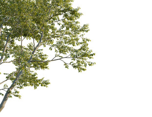Alnus glutinosa tree corner view, cutout, 8k png, transparent background, isolate, Beautiful tree leaves and branches for nature scene compositing element