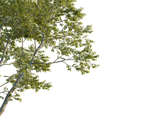 Alnus glutinosa tree corner view, cutout, 8k png, transparent background, isolate, Beautiful tree leaves and branches for nature scene compositing element