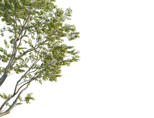 Betula pendula tree corner view, cutout, 8k png, transparent background, isolate, Lush tree branch isolated for designers adding nature to landscapes
