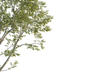 Betula pendula tree corner view, cutout, 8k png, transparent background, isolate, Delicate tree branches with fresh green leaves for your natural designs