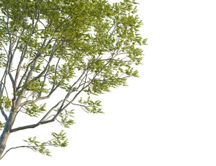 Carpinus betulus tree corner view, cutout, 8k png, transparent background, isolate, Lush tree branches with vibrant green leaves against a transparent space