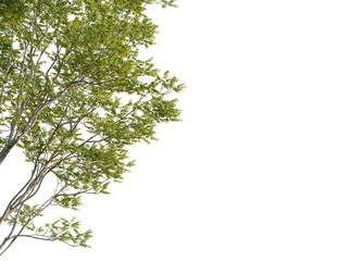 Carpinus betulus tree corner view, cutout, 8k png, transparent background, isolate, Lush tree branch with vibrant green leaves against transparent background