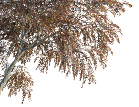 Agonis flexuosa burgundy tree corner view, cutout, 8k png, transparent background, isolate, Autumn tree branches with leaves turning color create a seasonal mood