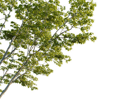 Alnus glutinosa tree corner view, cutout, 8k png, transparent background, isolate, Lush tree canopy with vibrant green leaves for compositing and nature scenes