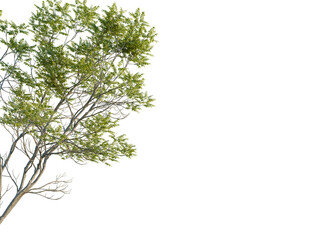 Obraz premium Castanea sativa tree corner view, cutout, 8k png, transparent background, isolate, Beautiful deciduous tree with lush green foliage isolated, ready for design