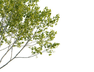 Castanea sativa tree corner view, cutout, 8k png, transparent background, isolate, Lush green tree foliage with delicate branches against transparent backdrop