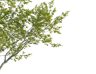 Fototapeta premium Celtis australis tree corner view, cutout, 8k png, transparent background, isolate, Lush green tree with a transparent backdrop for creative design needs