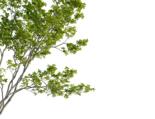 Celtis australis tree corner view, cutout, 8k png, transparent background, isolate, Beautiful tree branches with vibrant green leaves on a sunny day outdoors