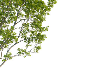 Celtis australis tree corner view, cutout, 8k png, transparent background, isolate, Lush green tree branch with transparent backdrop for seamless integration