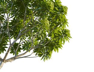 Euphorbia bourgeana tree corner view, cutout, 8k png, transparent background, isolate, Lush green tree canopy casting natural shadows perfect for design work