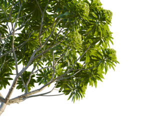 Euphorbia bourgeana tree corner view, cutout, 8k png, transparent background, isolate, Lush green tree canopy casting natural shadows perfect for design work