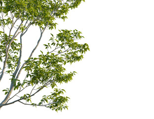 Fraxinus excelsior tree corner view, cutout, 8k png, transparent background, isolate, Fresh green foliage and branches offer a vibrant natural element overlay
