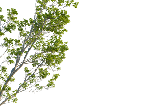 Celtis australis tree corner view, cutout, 8k png, transparent background, isolate, Lush tree branches with vibrant green leaves against transparent backdrop