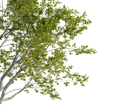 Celtis australis tree corner view, cutout, 8k png, transparent background, isolate, Lush tree branches with vibrant green foliage against transparent backdrop