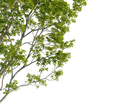Celtis australis tree corner view, cutout, 8k png, transparent background, isolate, Lush green tree branch with transparent backdrop for seamless integration