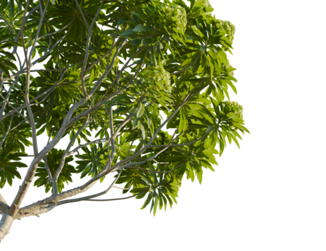 Euphorbia bourgeana tree corner view, cutout, 8k png, transparent background, isolate, Lush green tree canopy casting natural shadows perfect for design work