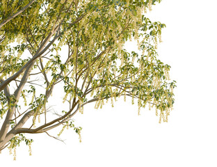 Fototapeta premium Laburnum alpinum tree, corner view, cutout, transparent background, isolate, Striking tree branches with delicate blossoms create a natural elegance