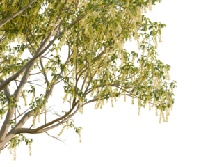 Laburnum alpinum tree, corner view, cutout, transparent background, isolate, Striking tree branches with delicate blossoms create a natural elegance
