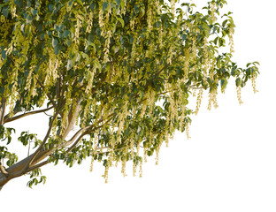 Laburnum alpinum tree, corner view, cutout, transparent background, isolate, Beautiful blooming tree with cascading flowers adding a touch of spring charm