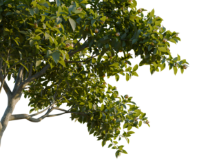 Mespilus germanica tree, corner view, cutout, transparent background, isolate, Sunlit medlar tree with fruit, ideal for nature-themed designs and landscaping