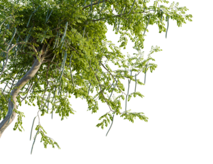 Moringa oleifera tree, corner view, cutout, transparent background, isolate, Fresh green moringa tree branch with seed pods for natural health ads
