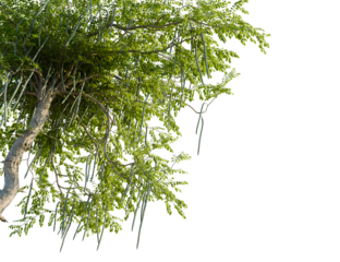 Moringa oleifera tree, corner view, cutout, transparent background, isolate, Moringa tree with seed pods and rich foliage, beautiful tropical plant