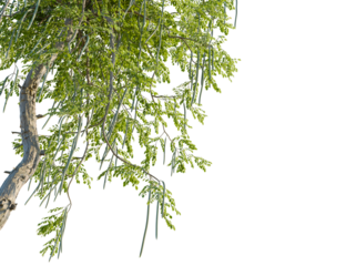 Moringa oleifera tree, corner view, cutout, transparent background, isolate, Moringa tree branches with seed pods cascading down, perfect for design use