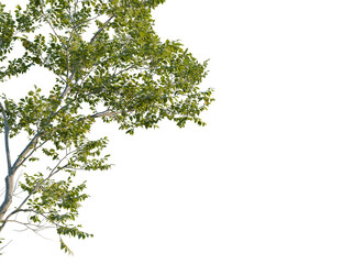 Quercus robur tree, corner view, cutout, transparent background, isolate, Realistic tree branches with vibrant green leaves provide a natural touch