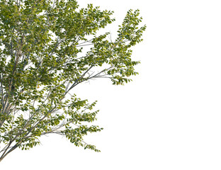 Quercus robur tree, corner view, cutout, transparent background, isolate, Lush tree branch with vibrant green leaves for a natural element design