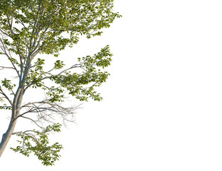 Tilia x europaea tree, corner view, cutout, transparent background, isolate, Lush green tree with detailed leaves adds natural beauty and serenity