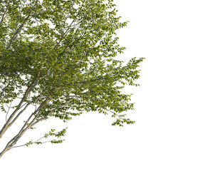 Tilia x europaea tree, corner view, cutout, transparent background, isolate, Lush tree foliage and branches provide natural organic design element