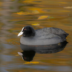 Coot on a golden Lake with mirroring view in the Autumn and great Details High quality photo
