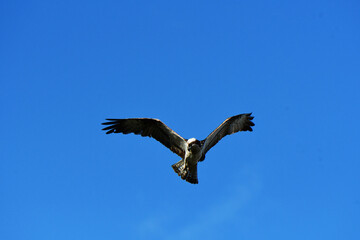 頭上で羽を大きく広げるミサゴ