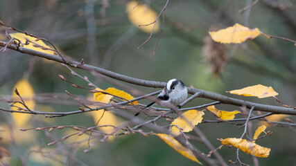 Long Tailed Tit in Germany in Tree with Autumn Colours - Detailed Photos of this small Tit. High quality photo © Aleksandra