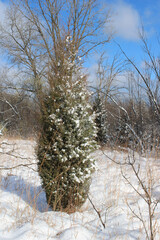 Single eastern red cedar tree in a field with snow in Morton Grove, Illinois
