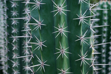 big cactus tree in garden