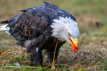 Bald eagle eating salmon eggs on river shore.